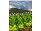 17 Grevillea Drive, Granville QLD 4650