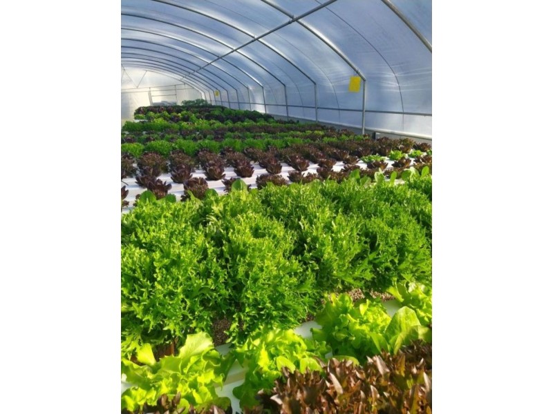 17 Grevillea Drive, Granville QLD 4650