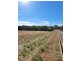 11 West Terrace, Wirrabara SA 5481