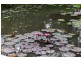 406 Koah Road, Koah QLD 4881