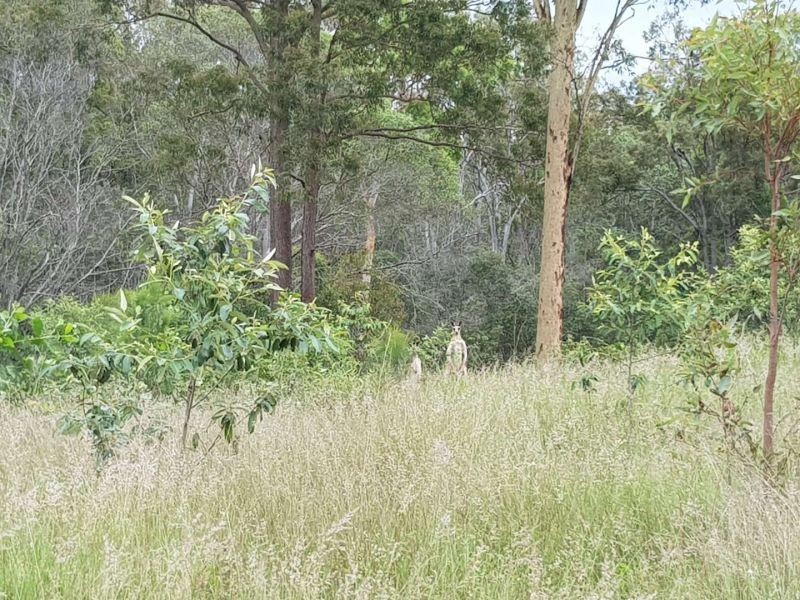 Lot 181 Windsor Drive, Mount Hallen QLD 4312