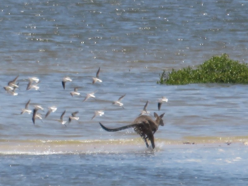 13 Jensen Avenue, Maaroom QLD 4650