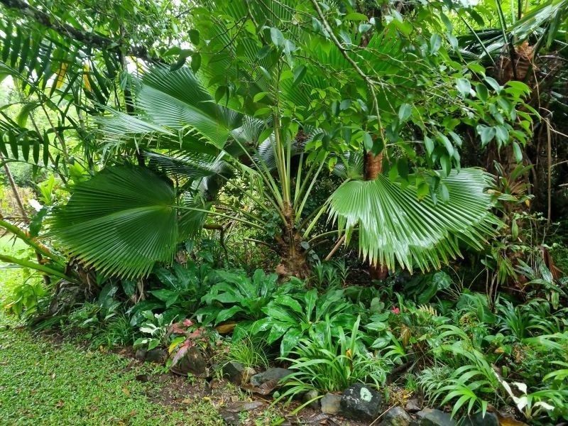 582 Bingil bay rd, Bingil Bay QLD 4852