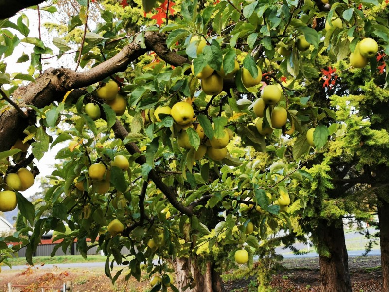 71 Mountain River Road, Grove TAS 7109