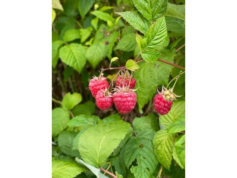 71 Mountain River Road, Grove TAS 7109