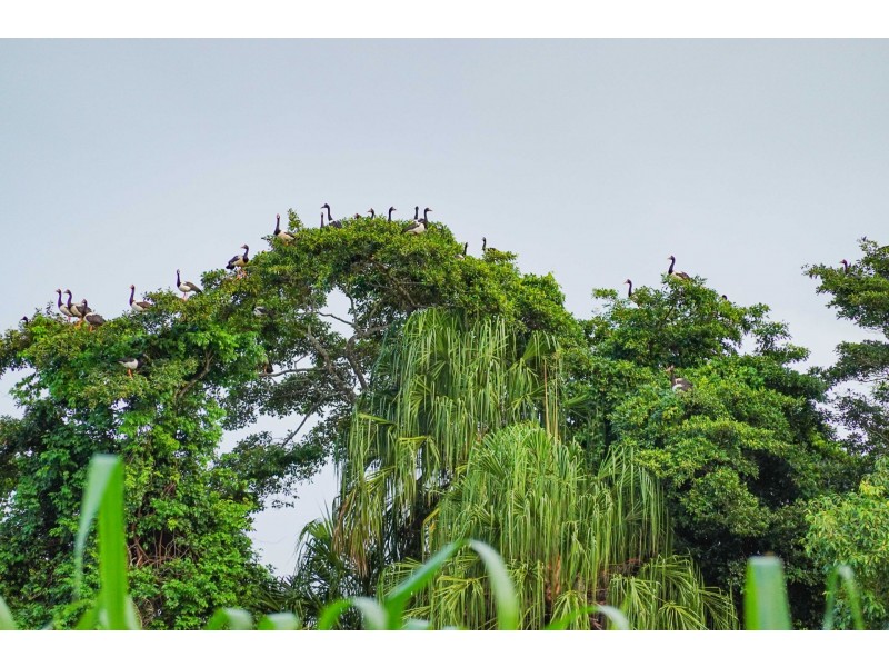 36 Blue Gum Drive, Glenella QLD 4740