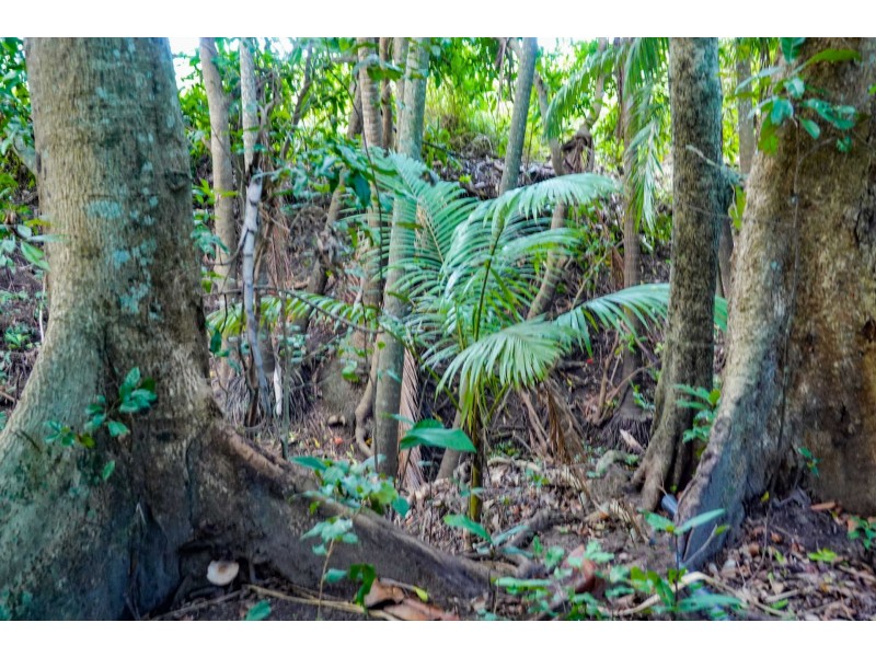 36 Blue Gum Drive, Glenella QLD 4740