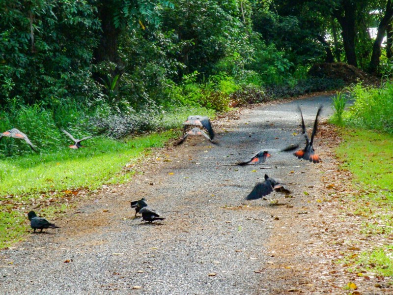 36 Blue Gum Drive, Glenella QLD 4740