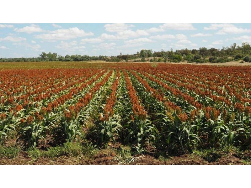 69 Burns St, Capella QLD 4723