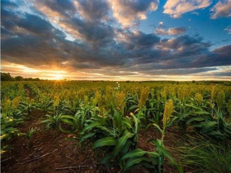 69 Burns St, Capella QLD 4723