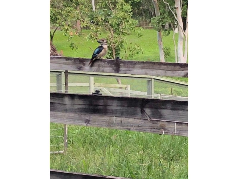 446 Forestry Rd, Bluewater Park QLD 4818