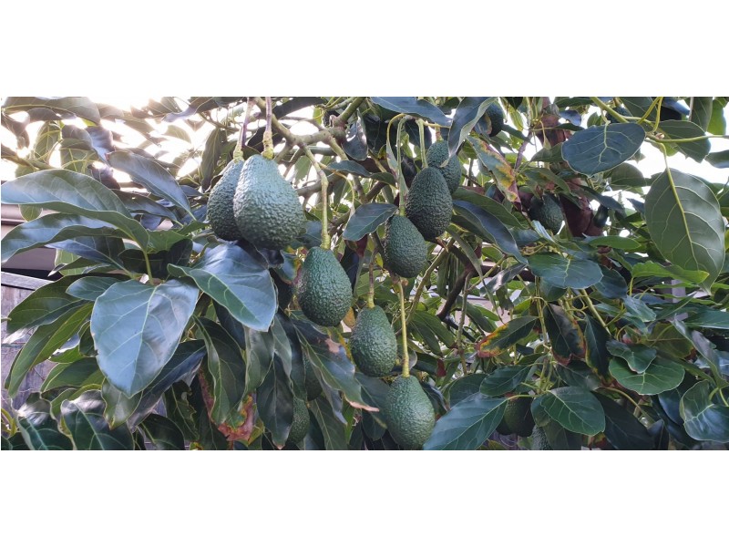 46 Halcyon Crescent, Margaret River WA 6285