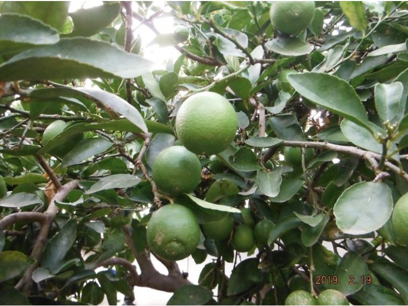 7 William Street, New Lambton NSW 2305