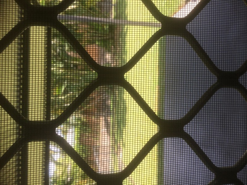 DUPLEX 1 & 2/32 Mahogany St, Manoora QLD 4870