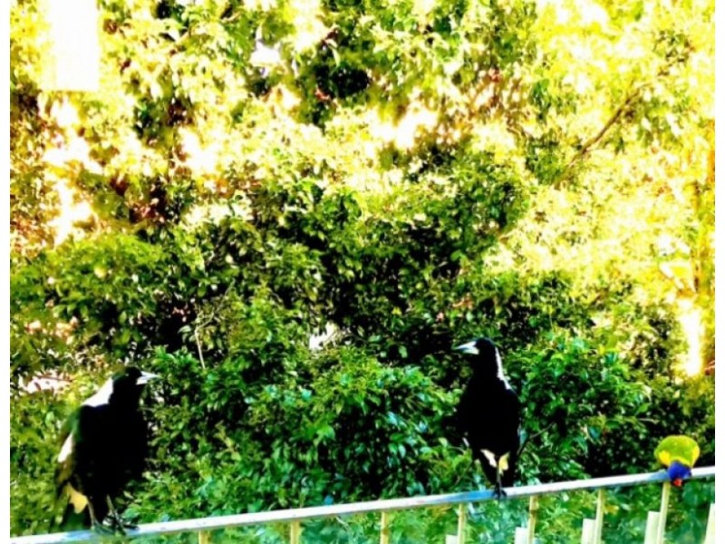 9/15 Beach Avenue, Elwood VIC 3184