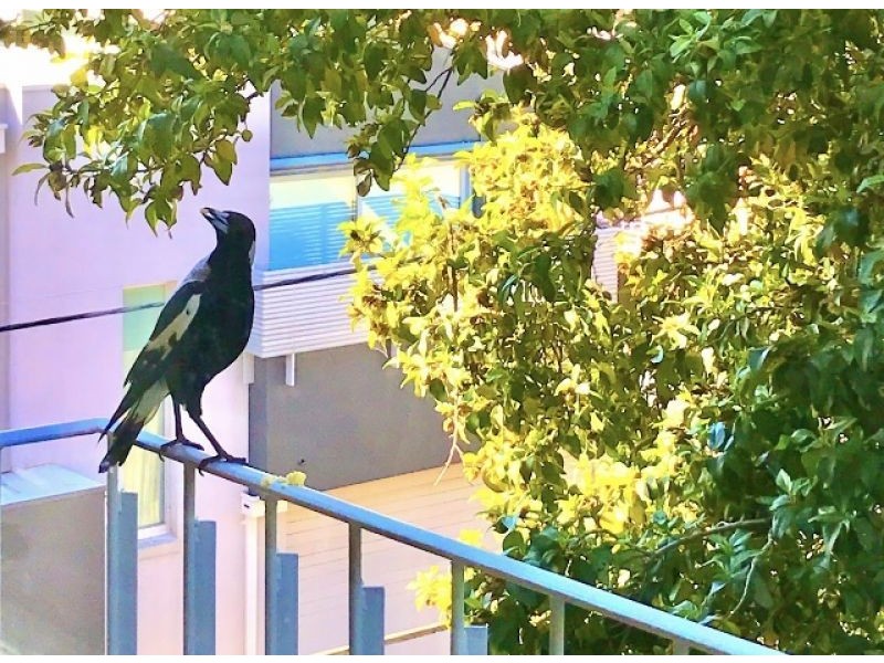 9/15 Beach Avenue, Elwood VIC 3184