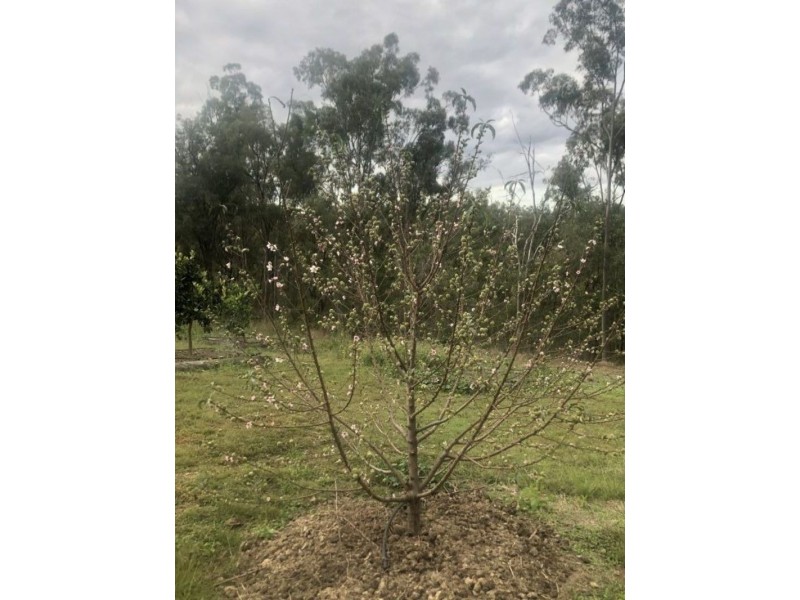 211 H H Innes road, Horse Camp QLD 4671