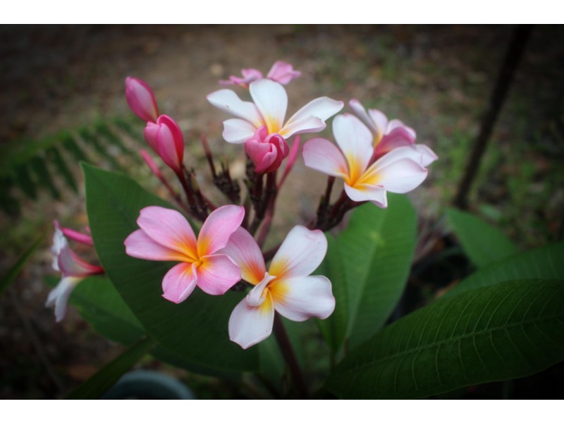 Lot 2 Attie Creek Rd, Cardwell QLD 4849