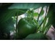 Lot 2 Attie Creek Rd, Cardwell QLD 4849