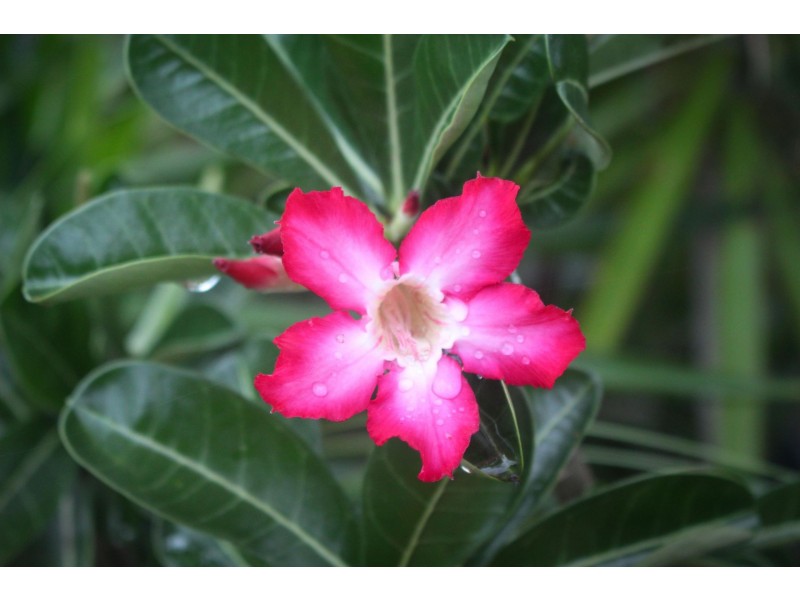 Lot 2 Attie Creek Rd, Cardwell QLD 4849