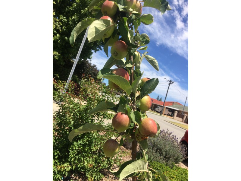 9A Harrolyn Ave, Riverton WA 6148