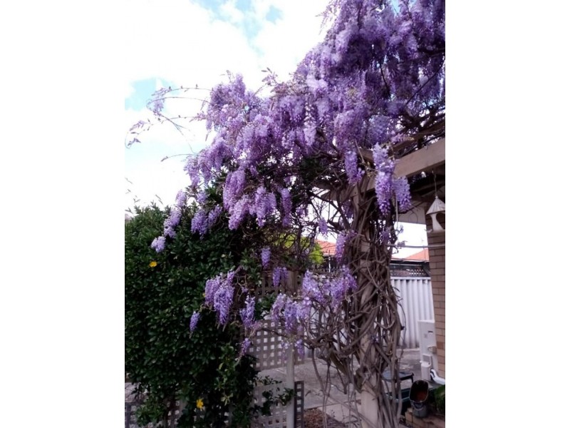 9A Harrolyn Ave, Riverton WA 6148