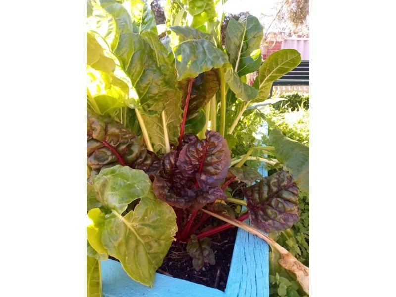 9A Harrolyn Ave, Riverton WA 6148