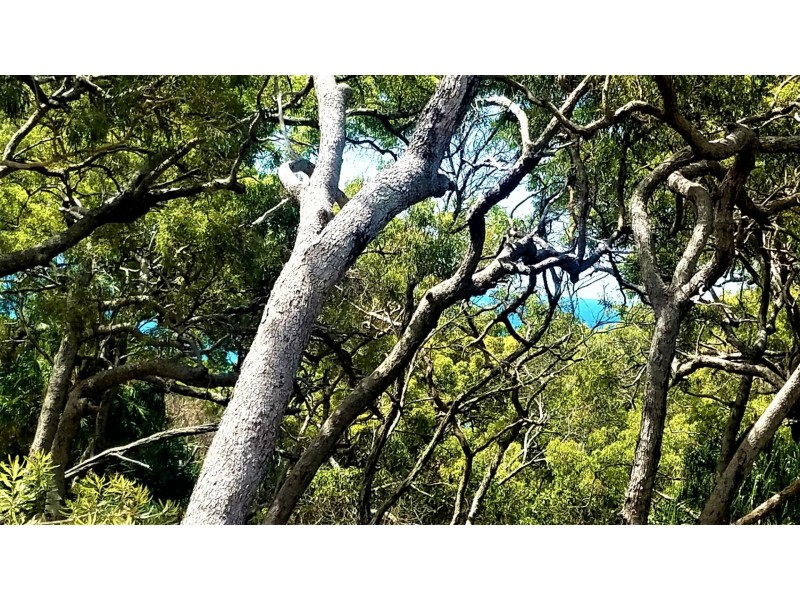 13 Bloodwood Ave, Agnes Water QLD 4677