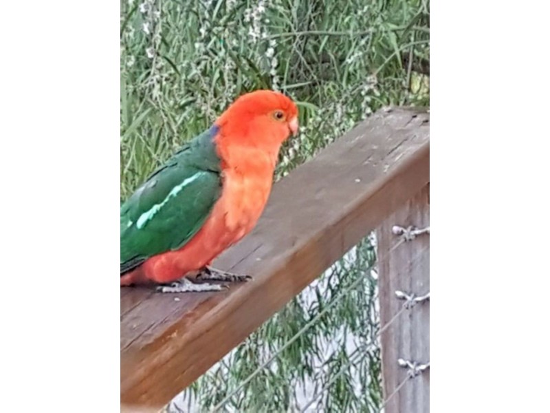 17 Farmer Street, Mirboo North VIC 3871