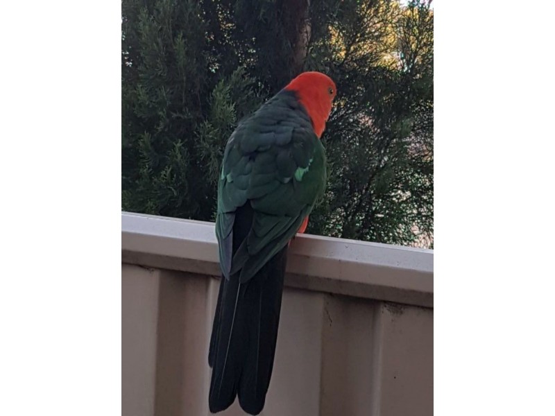 17 Farmer Street, Mirboo North VIC 3871