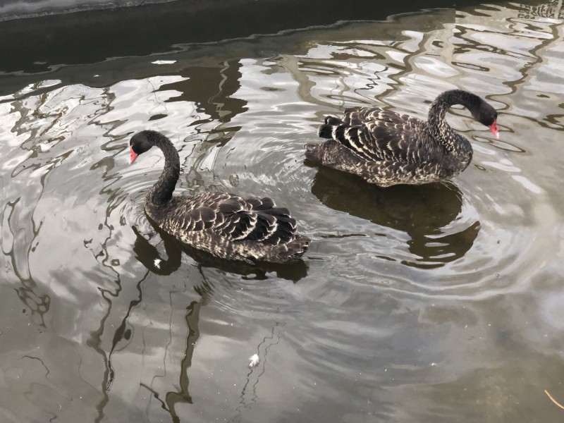 196 Newlands Drive, Paynesville VIC 3880