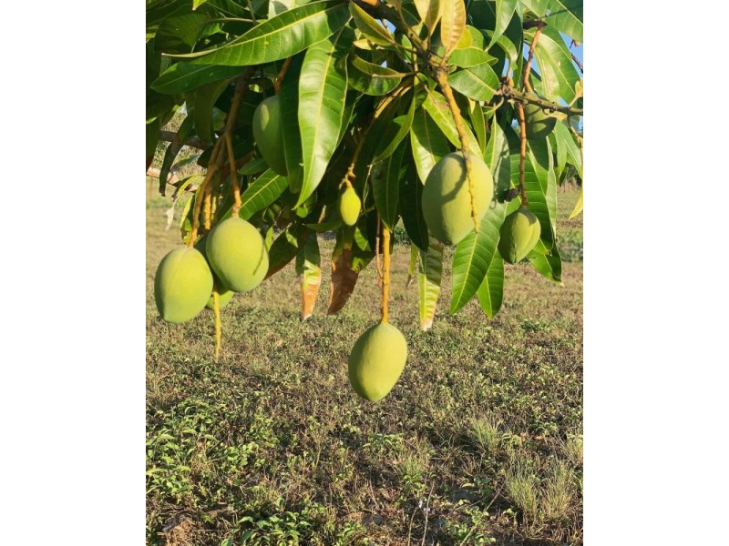 167 Lindeman Drive, Bloomsbury QLD 4799