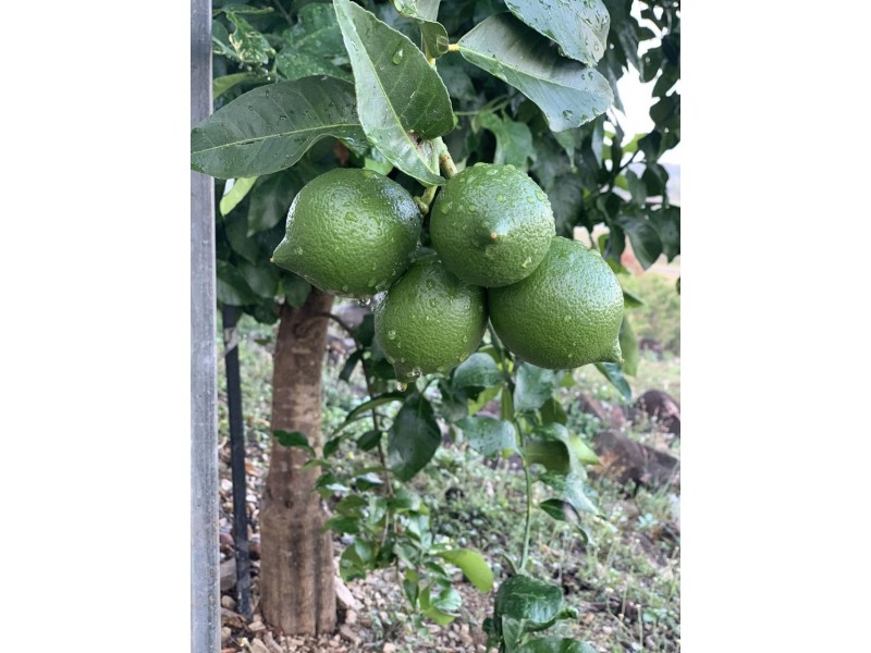 167 Lindeman Drive, Bloomsbury QLD 4799