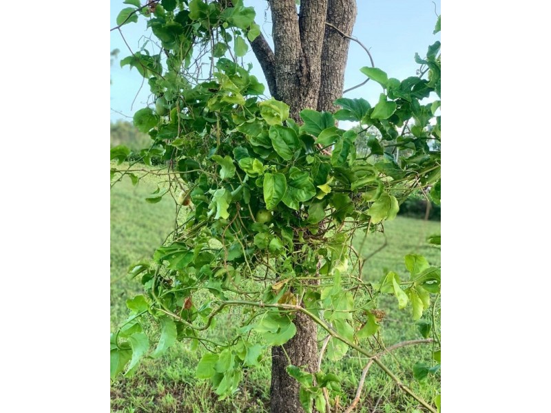 167 Lindeman Drive, Bloomsbury QLD 4799