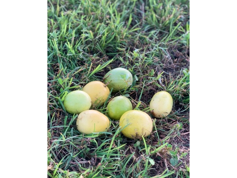 167 Lindeman Drive, Bloomsbury QLD 4799