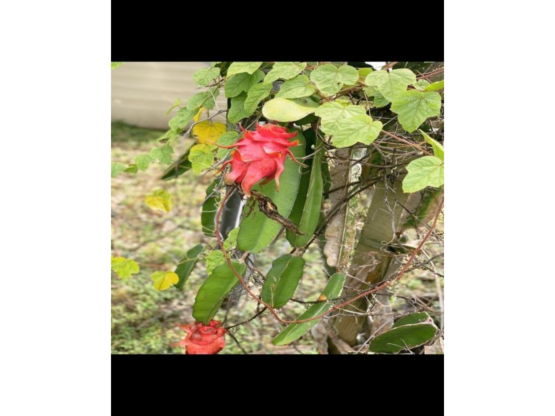 167 Lindeman Drive, Bloomsbury QLD 4799