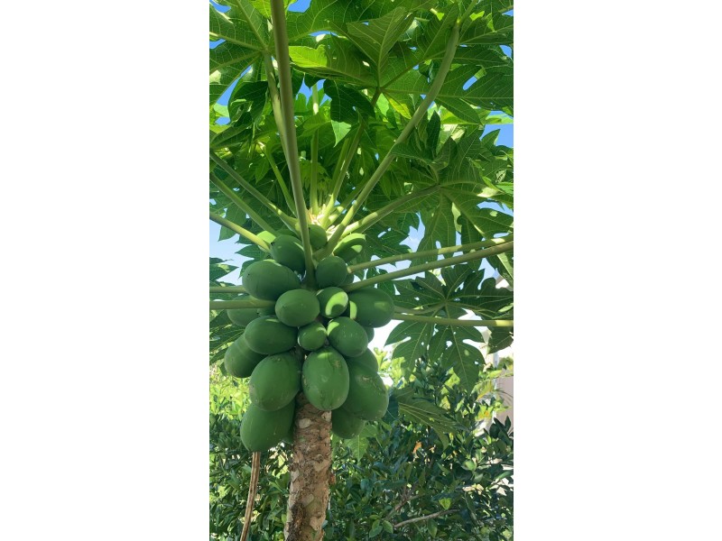 167 Lindeman Drive, Bloomsbury QLD 4799