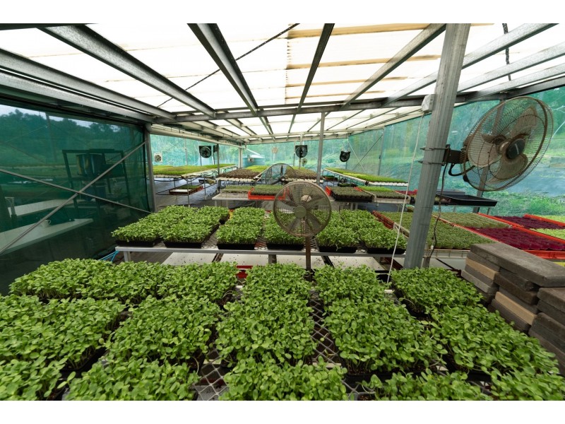 1 Copland Road, Koah QLD 4881