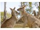(Lot 20) 30 Ismaeel Circuit, Kuraby QLD 4112