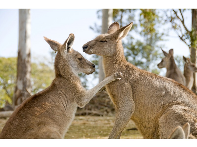 _ Ismaeel Circuit, Kuraby QLD 4112