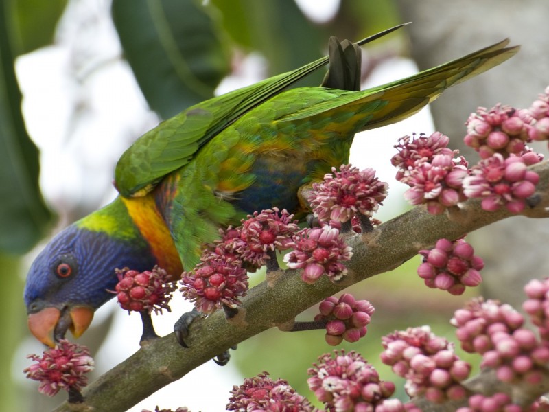 13 Ismaeel Circuit, Kuraby QLD 4112