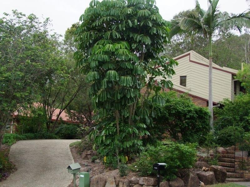 54 Bernarra Street, The Gap QLD 4061
