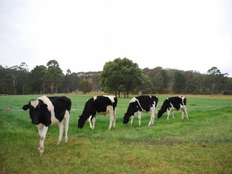 100 Yowaka River Rd, Greigs Flat NSW 2549