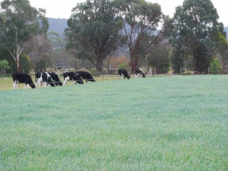 100 Yowaka River Rd, Greigs Flat NSW 2549