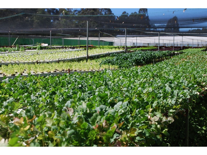 , Millingandi NSW 2549