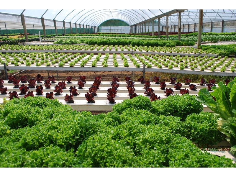 , Millingandi NSW 2549