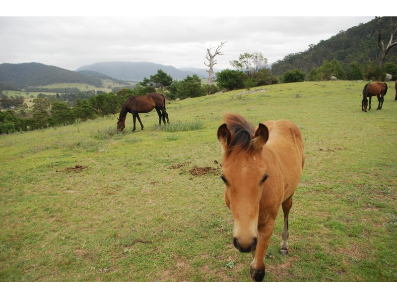 25 New Buildings Road, New Buildings NSW 2550