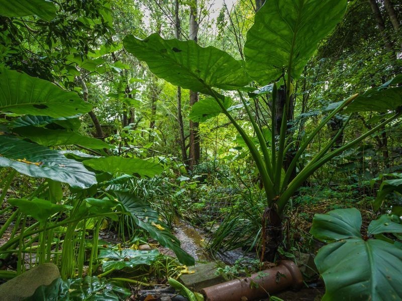 41 Scott Street, Wolumla NSW 2550