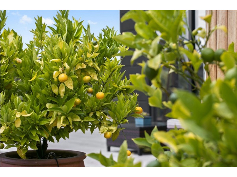 21b Plantation Drive, Connewarre VIC 3227