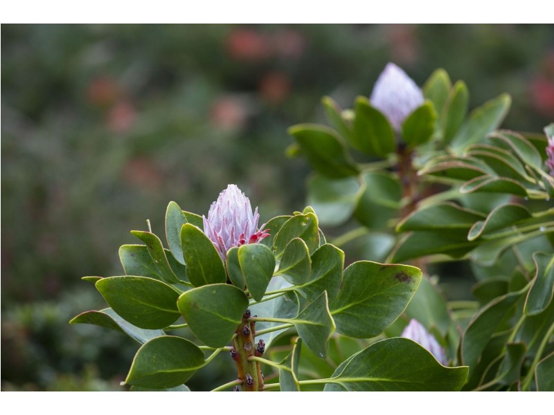 57-61 Goandra Drive, Ocean Grove VIC 3226